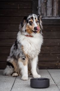 Hund vor Napf leckt sich &uuml;ber die Lippen